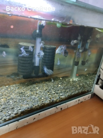 Подарявам рибки Син папагал, снимка 2 - Рибки - 53575102