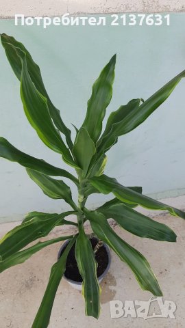 НАМАЛЕНА !  ! ! ДРАЦЕНА ФРАГРАНС Височина 1 метър , снимка 1