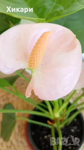 Антуриум с цвят /Anthurium/, снимка 6 - Стайни растения - 56308000