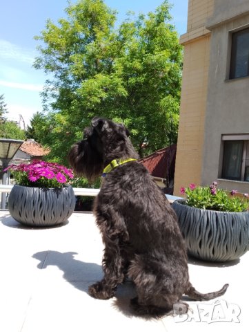  Мъжки мини шнауцер, снимка 5 - Други - 44351208