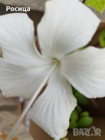 хибискус, снимка 1