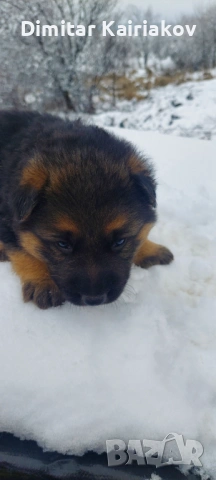 Немска овчарка, снимка 6 - Немска овчарка - 53406305