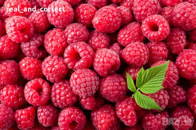 ВЪЛШЕБЕН Целогодишен Разсад Корени - Ягоди и Малини, снимка 7 - Разсади - 53687906