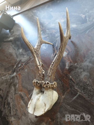 рога от сръндак, снимка 2 - Други ценни предмети - 36186762