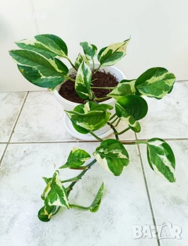 комплект цветя и други балконски цветя , снимка 4 - Стайни растения - 50585932