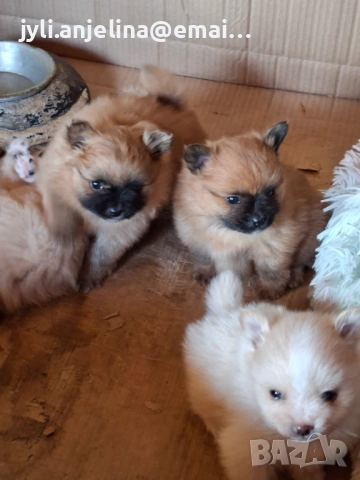 Померански шпиц, снимка 4 - Померан - 52675930