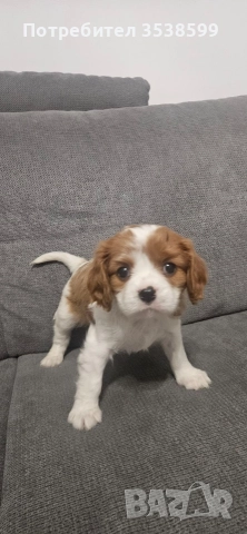 Кавалер Кинг Чарлз Шпаньол , снимка 4 - Кавалер кинг чарлз шпаньол - 52669127