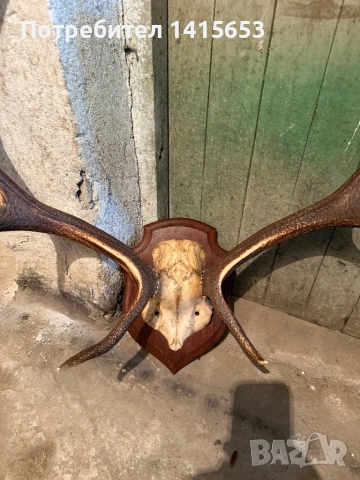 Продавам трофей от елен, снимка 2 - Колекции - 53608803