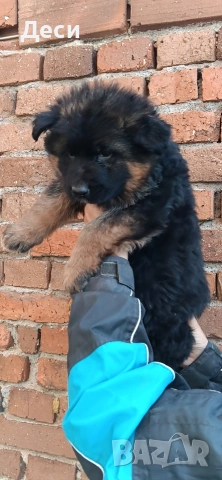 немска овчарка 