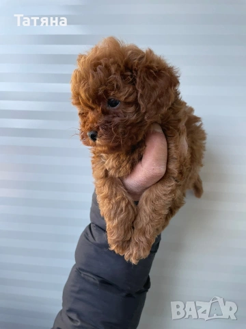 Той Пуделчета