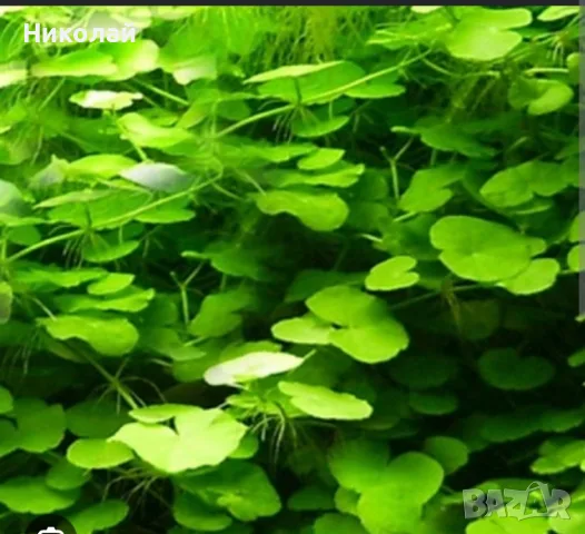 аквариумно растение hydrocotyle leucocephala