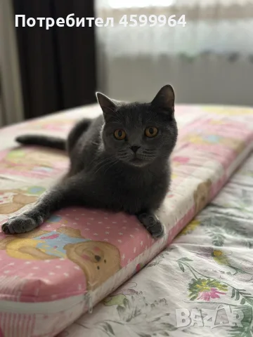 🐱 Продават се 3 прекрасни котета 🐱, снимка 6 - Британска късокосместа - 55709886