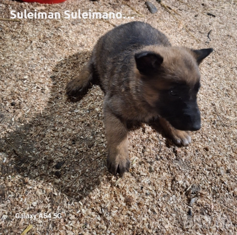 Продава се малко кученце мъшко на 36 дена 250 лв