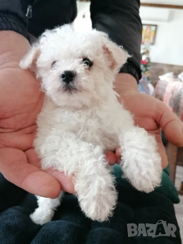 Бишон фризе момче , снимка 2 - Болонка - 53403173