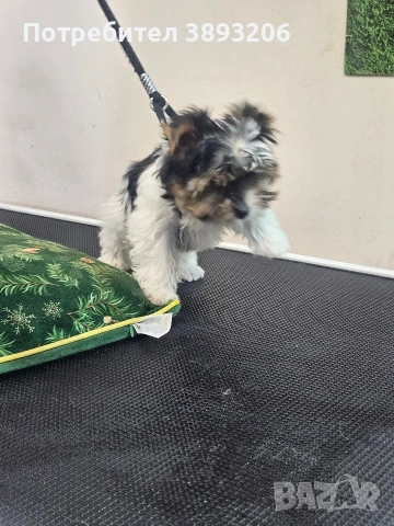 биверчета, снимка 14 - Йоркширски териер - 52788675