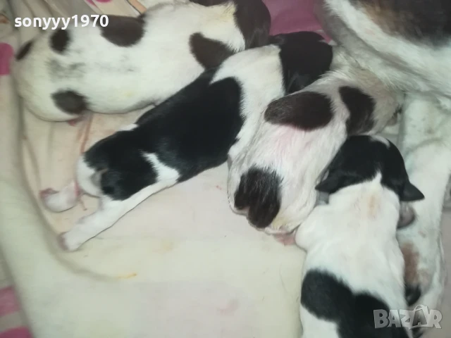 ДЖАК РЪСЕЛ БЕБЕТА-РОДЕНИ 11.08.25г 1208250705, снимка 13 - Джак ръсел териер - 51335235