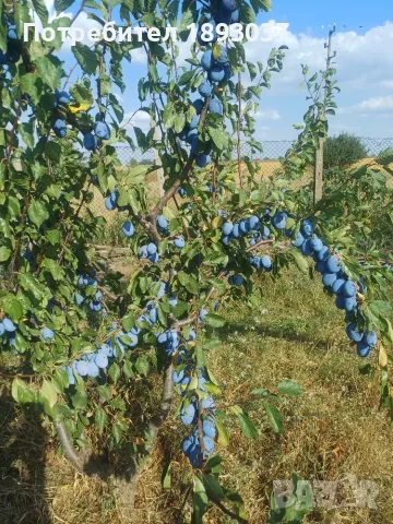 Сини сливи Стенлей, снимка 2 - Домашни продукти - 55877113