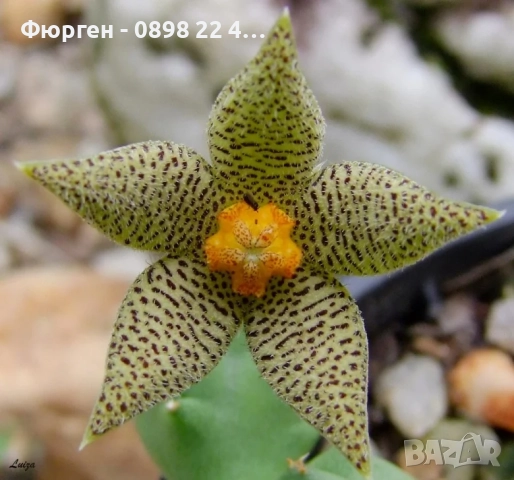 Степелия (Piaranthus) – Екзотична сукулентна красота за вашия дом, снимка 2 - Разсади - 52842905