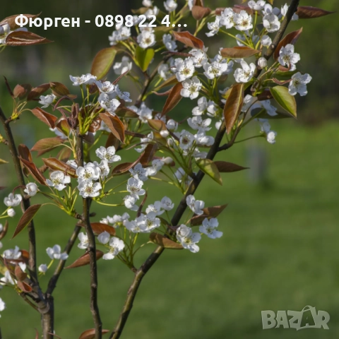 Азиатска круша Наши (Pyrus pyrifolia), снимка 5 - Разсади - 52066760