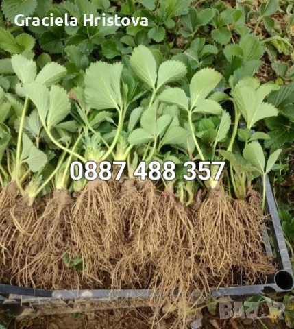 Продавам качествен разсад ягоди тел 0887 488 357 , снимка 5 - Градински цветя и растения - 53465590