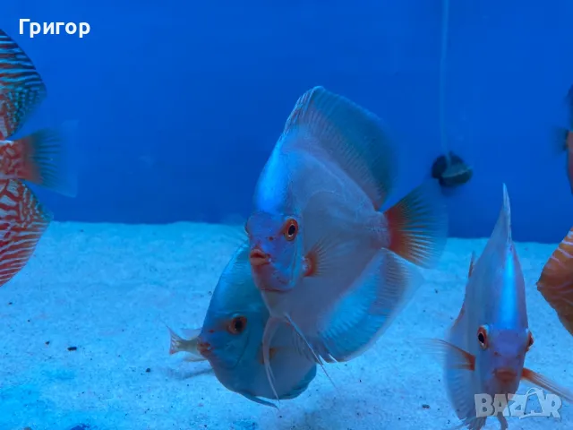 Различни видове декоративни риби, храни и техника , снимка 13 - Рибки - 47670463