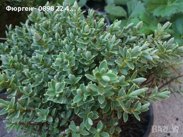 Хебе - зелено (Hebe pungifolia) Цена 7лв, снимка 4 - Разсади - 42644064