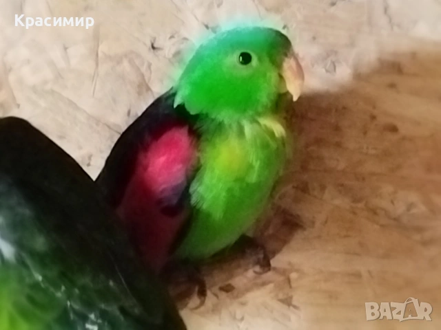 различни видове птици, снимка 7 - Папагали - 53807938