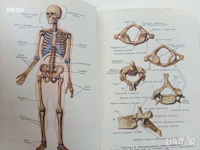 Анатомия Человека - М.Курепикина,Г.Воккен - 1963г. , снимка 13 - Специализирана литература - 39010401