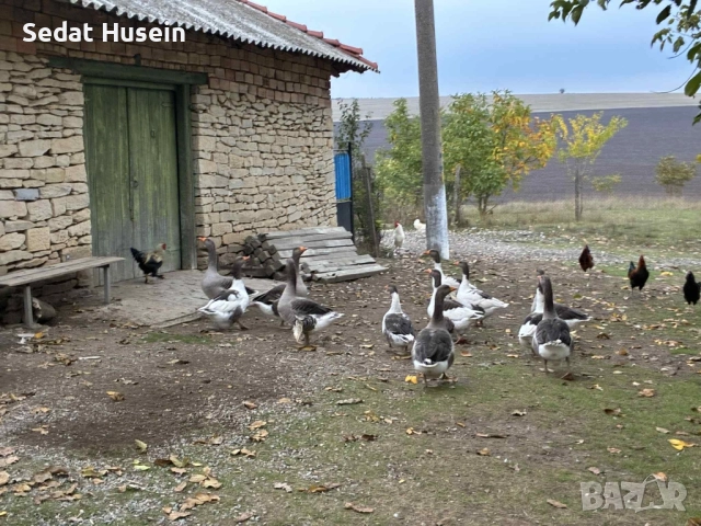 продават се гъски , снимка 3 - други­ - 52086010