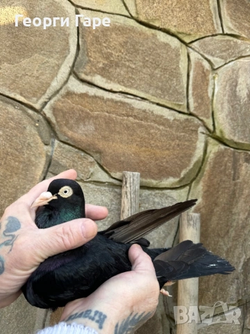 Софийски донеци, снимка 3 - Гълъби - 53582453