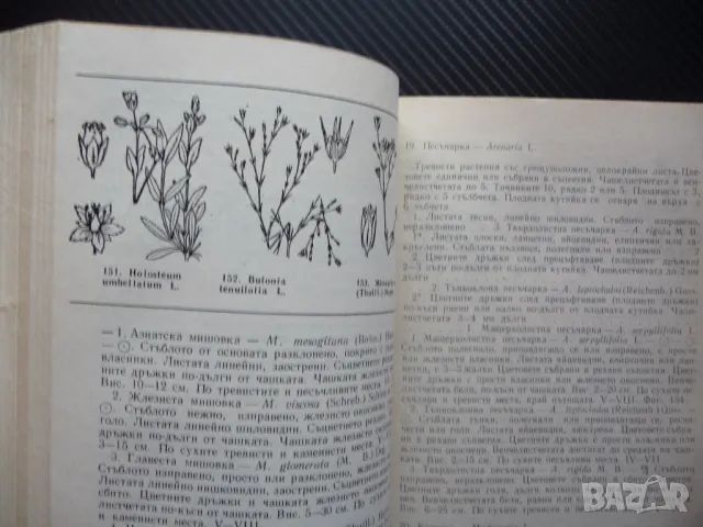 Флора на Добруджа растения цветя дървета ботаника храсти треви, снимка 4 - Специализирана литература - 50297396