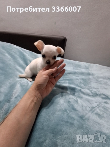 Чихуахуа , снимка 2 - Чихуахуа - 52308038
