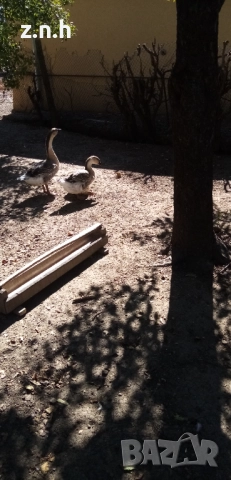  Пеещи гугудки скумрийки, снимка 9 - Патици и гъски - 51812986