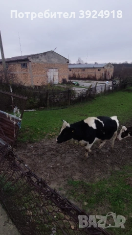 Продавам мъжко теле 550 600кг , снимка 2 - Крави - 52837308