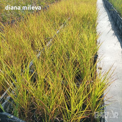 Мискантус Пурпурасценс, студоустойчива трева, снимка 11 - Градински цветя и растения - 38141351