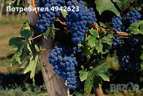 Продавам грозде – Памид и Каберне совиньон., снимка 3 - Други стоки за дома - 55981817