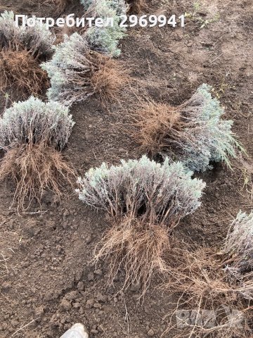  Разсад лавандула на едро и дребно, снимка 7 - Градински цветя и растения - 31696645