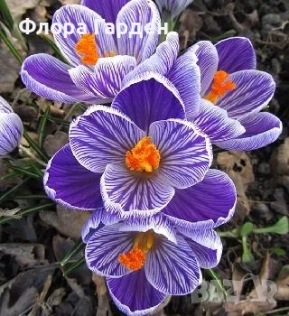 ЛУКОВИЦИ Амарилис, Анемоне, Ирис, Ранункулус, Минзухар, снимка 13 - Сортови семена и луковици - 56018945