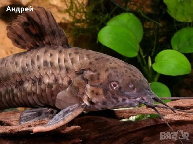 Калихти чифтове