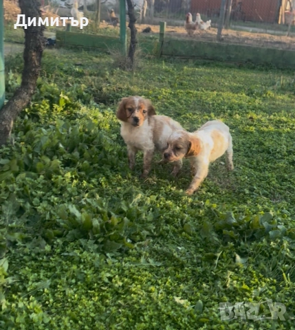 Бретон шпаньоли, снимка 3 - Шпаньоли - 52805739