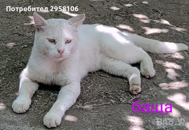 коте, снежно бяло момче, 8 мес., снимка 16 - Британска късокосместа - 51471264