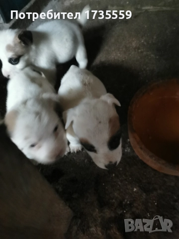 Жак ръсел териер. Късокраки. , снимка 2 - Джак ръсел териер - 52917288