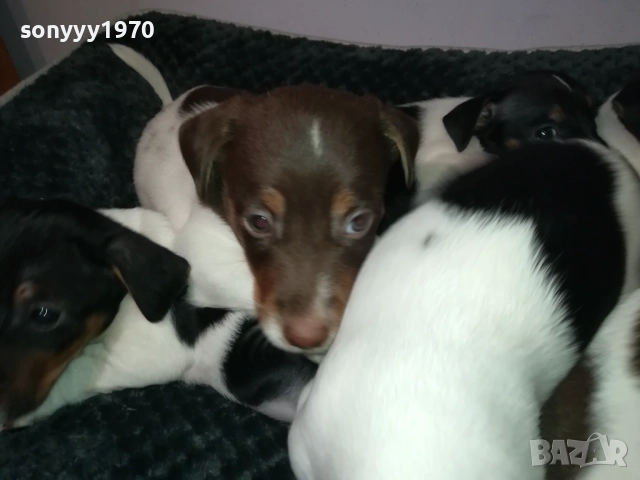 ДЖАК РЪСЕЛ 250ЛВ ЗА БРОЙ 2709251829, снимка 10 - Джак ръсел териер - 51859010