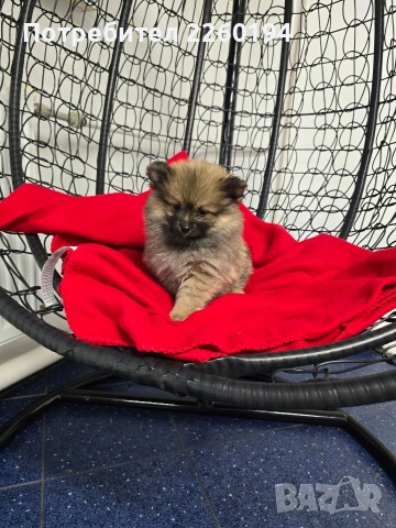 Померан, снимка 3 - Померан - 53430685