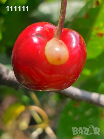 Череша уникат за колекционери и ценители , снимка 13 - Други ценни предмети - 41100414
