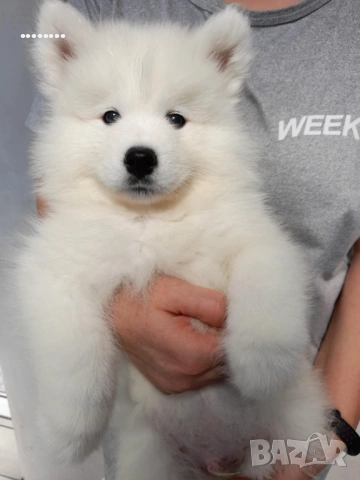 Самоед бебета, снимка 3 - Самоед - 51998559