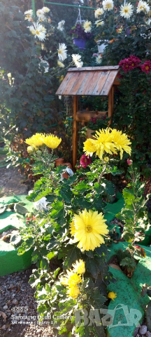 Продавам различни видове хризантеми , снимка 6 - Градински цветя и растения - 44752282