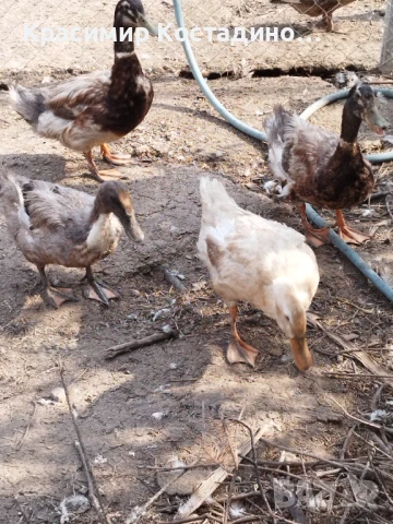 Продавам крякащи патици