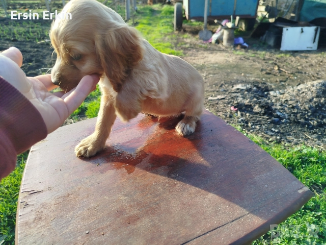 кокер шпаньол , снимка 3 - Кокер шпаньол - 52793522