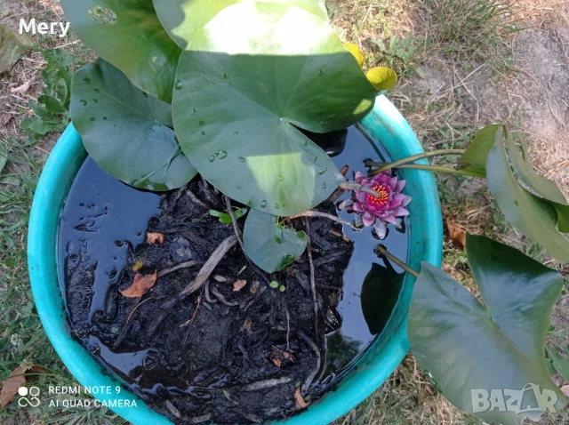 Водна лилия розов и бял цвят , снимка 5 - Градински цветя и растения - 50292601